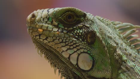 macro close up of green colored iguana lizard watching outdoors in sunlight