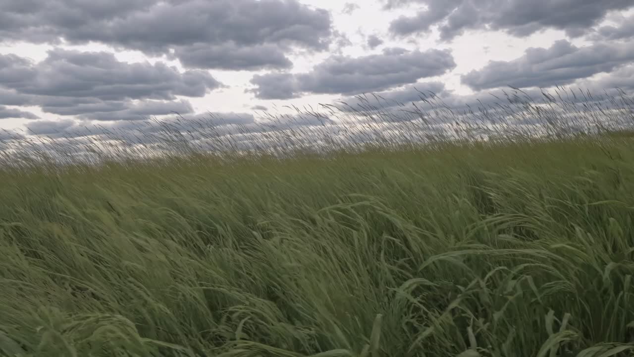 Low-angle video shot of a vast grassy field under a dramatic cloudy sky, capturing the movement