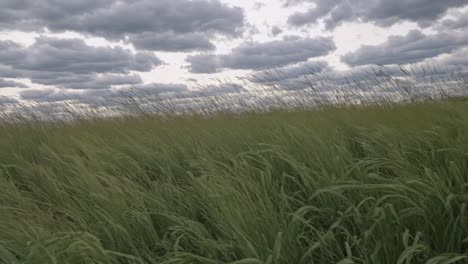 low-angle video shot of a vast grassy field under a dramatic cloudy sky, capturing the movement