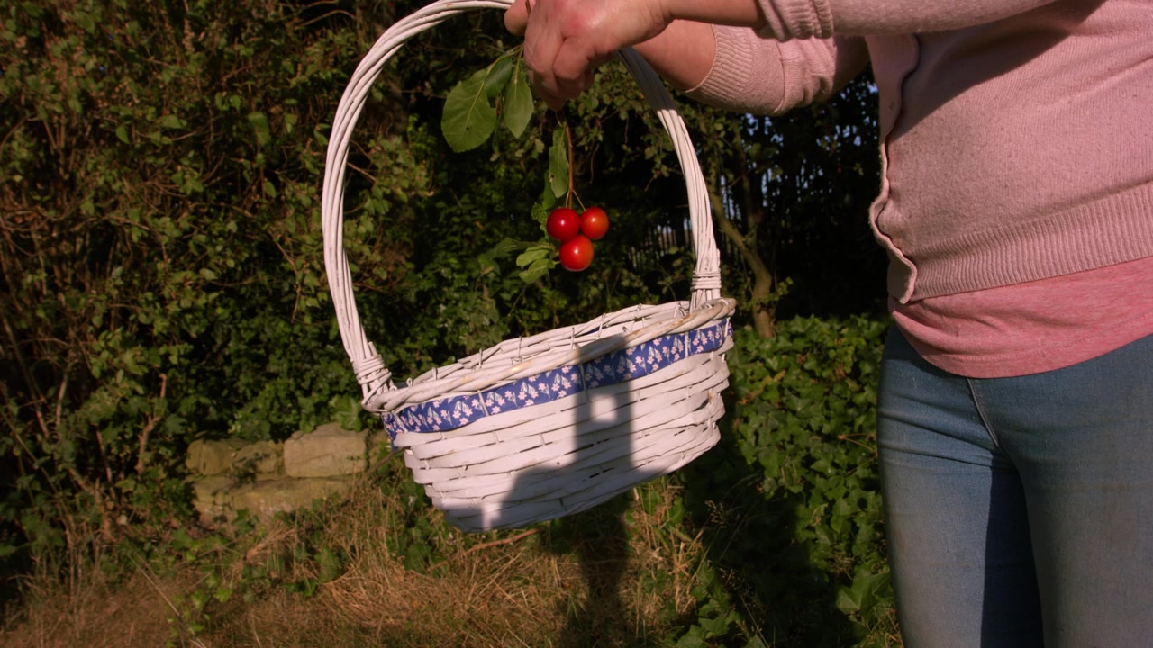 Woman picking ripe red cherries fruit from tree medium 4k slow motion shot selective focus