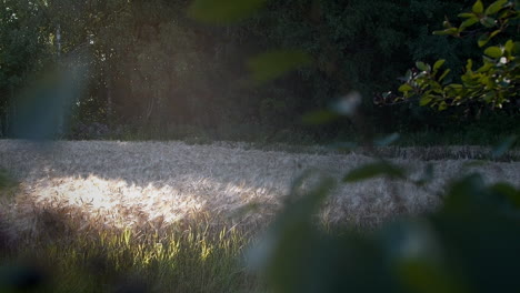 dancing insects fly in sunshine above meadow