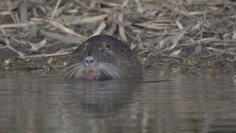 close frontal view of coypu eating in shallow water by shore