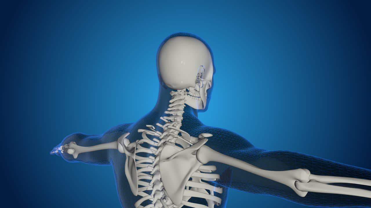 Human Skeleton 3D Model