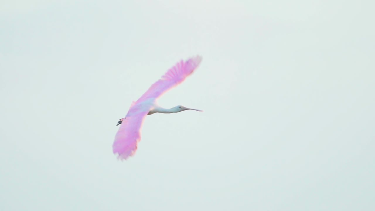 エバーグレーズ湿地でスローモーションで飛んでベニヘラサギ