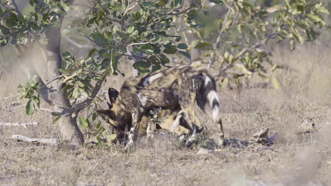 Afrikanischer-Wildhund-Oder-Gemalter-Hund,-Zwei-Unter-Einem-Busch,-Einer-Geht-Mit-Einem-Knochen-Davon