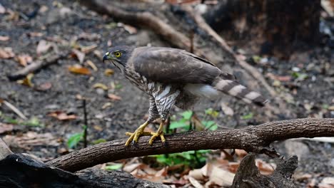 The-Crested-Goshawk-is-one-of-the-most-common-birds-of-prey-in-Asia-and-belonging-to-the-same-family-of-eagles,-harriers