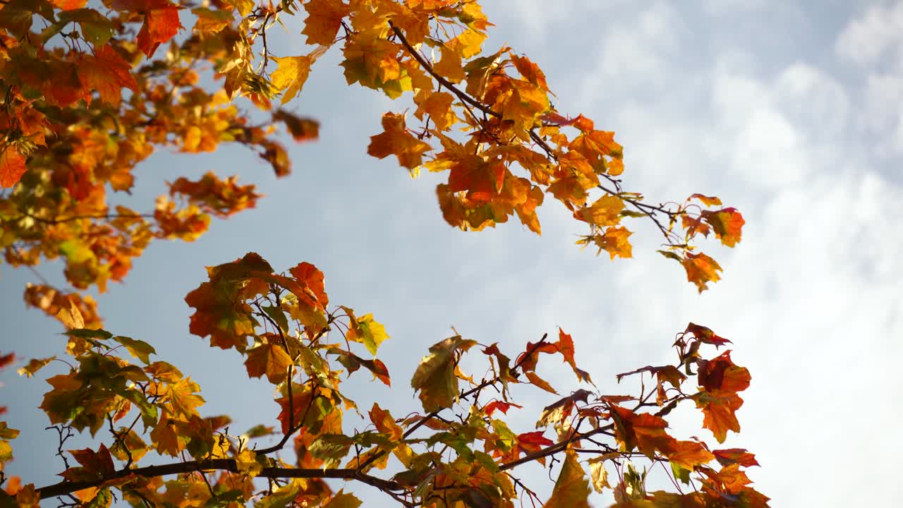 hojas de otoño ondeando en el viento.