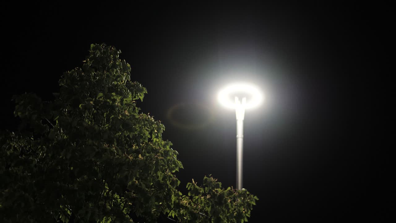 luz de la calle y árbol por la noche