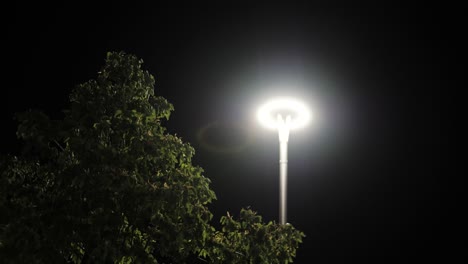 streetlight and tree at night