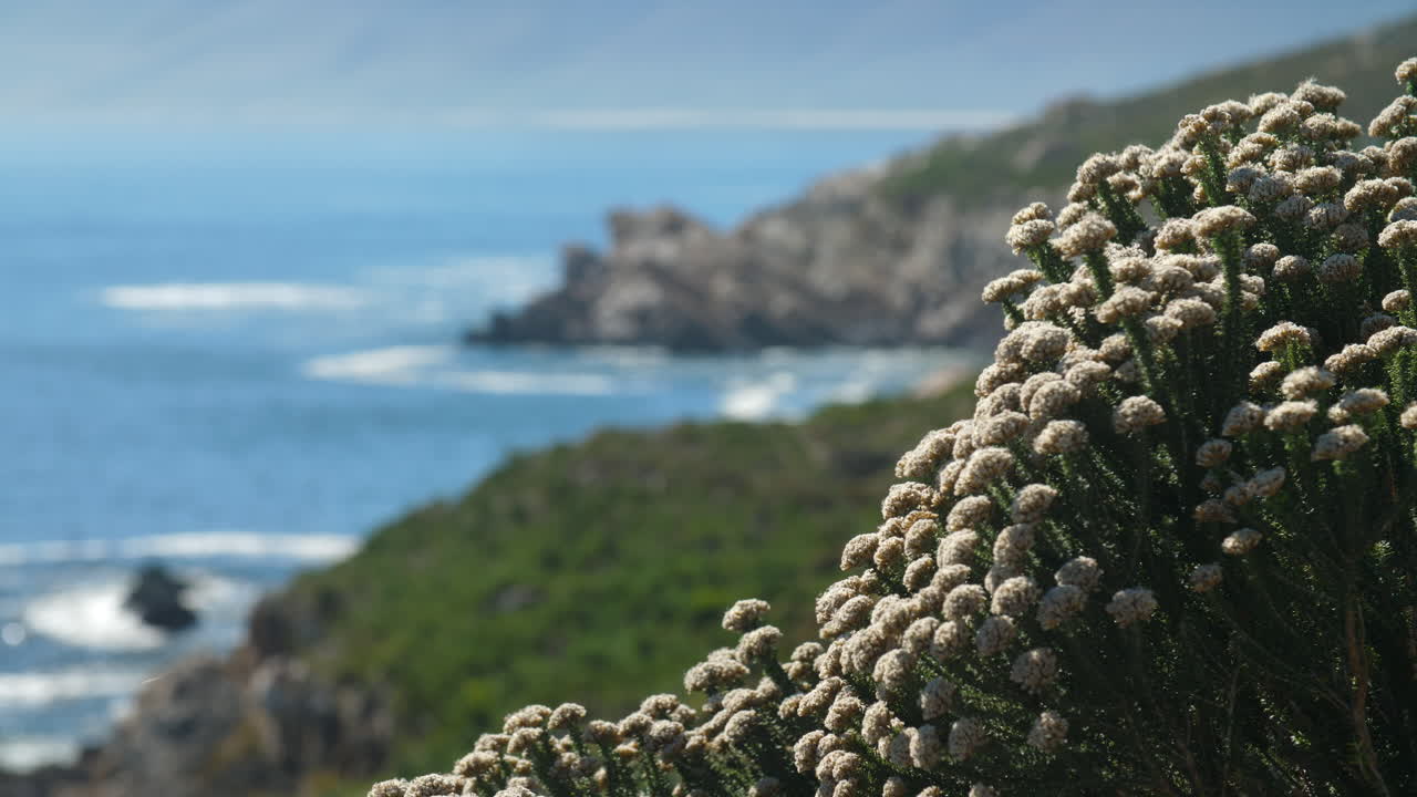 Close up of indigenous shrubbery in foreground on right of frame with South African coastal landscape in background on sunny day
