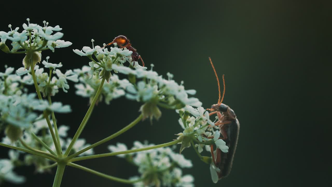 hormiga y escarabajo en una flor