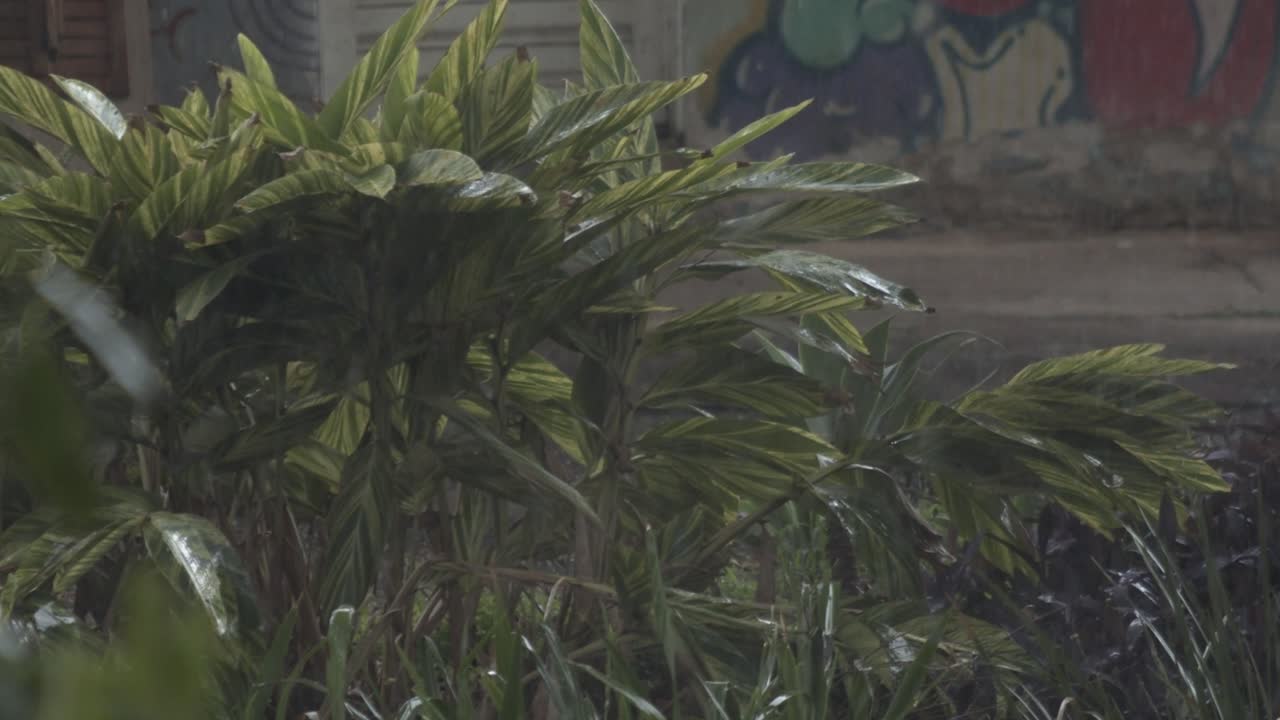 Rain-Soaked Tropical Plants in an Urban Setting