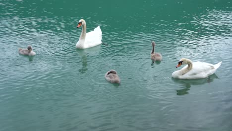 Swan-family-swims-on-the-blue-green-lake-with-their-baby-swans