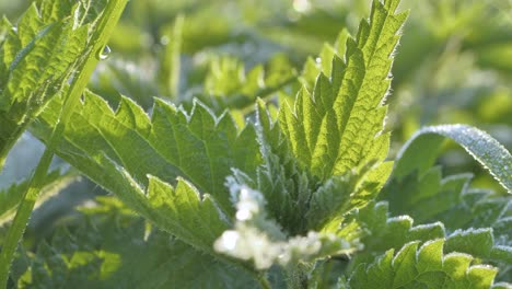 young nettle covered with hoarfrost on a frosty morning in the sun