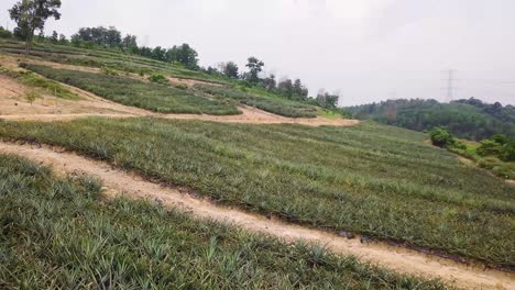 Drone-shots-of-a-pineapple-plantation-near-Rawang-in-Malaysia,-UHD-6