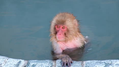 mono onsen, video tomado en hakodate - febrero de 2019 primer plano de un mono pasándoselo bien en las aguas termales, rascándose y mirando alrededor