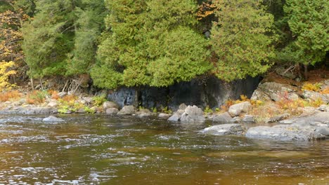 Vielfalt-In-Der-Vegetation-Ist-Der-Schlüssel-Zu-Einem-Erfolgreichen-Ökosystem-Im-Herbst-In-Kanada