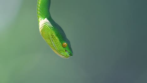 La-Víbora-De-Labios-Blancos-Es-Una-Víbora-Venenosa-Endémica-Del-Sudeste-Asiático-Y-A-Menudo-Se-Encuentra-Durante-La-Noche-Esperando-En-Una-Rama-O-Rama-De-Un-árbol-Cerca-De-Un-Cuerpo-De-Agua-Con-Muchos-Alimentos