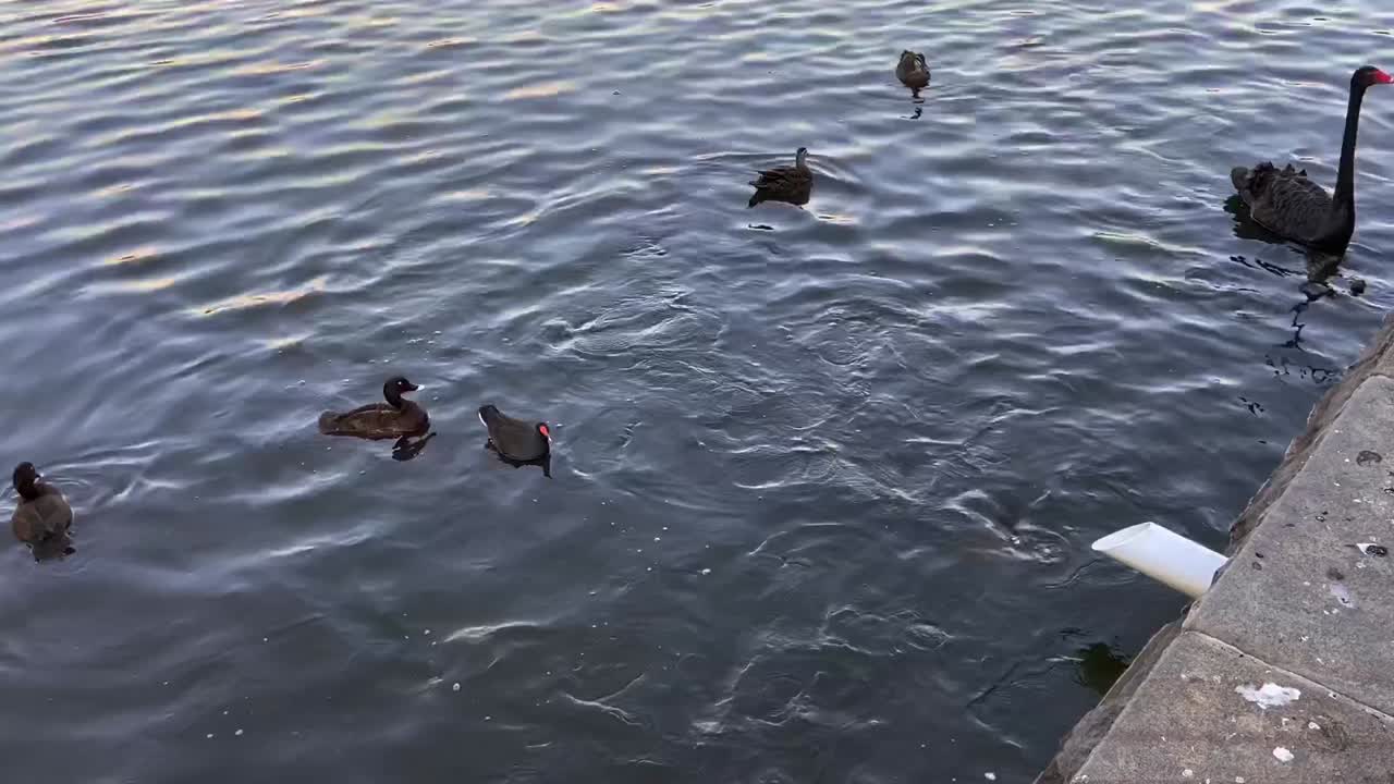 센테니얼 공원의 연못에서 야생 오리 연못과 물고기