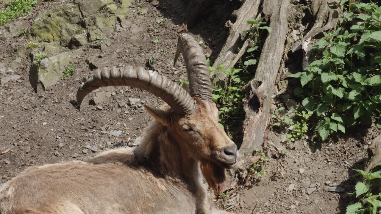 cabra salvaje ibex alpino de pie quieto, fotografía de retrato
