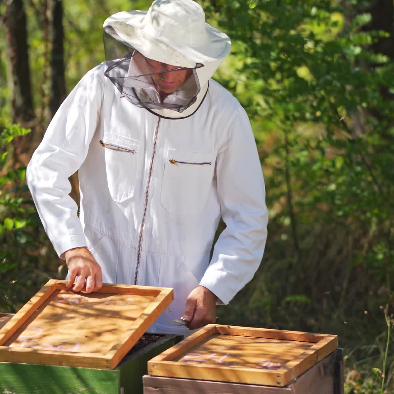Beekeeper is working with bees and beehives on the apiary. Frames of a bee hive