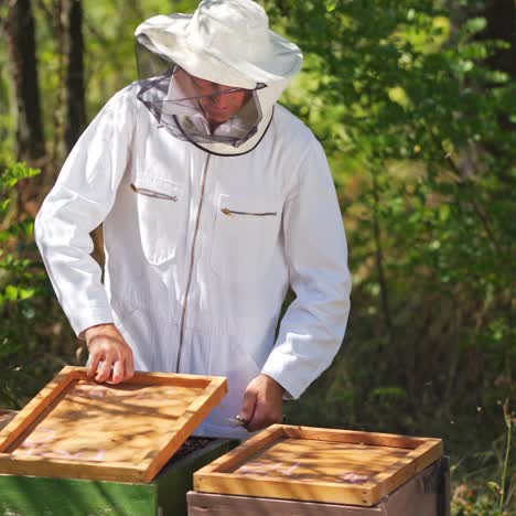 beekeeper is working with bees and beehives on the apiary. frames of a bee hive