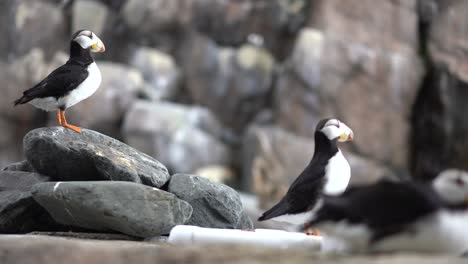 puffins-walking-around-playing-hd