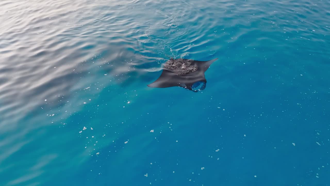 Aerial footage of manta rays in turquoise waters near Vashafaru, Maldives. Groups and single mantas gliding over reefs. Perfect for nature, travel, and wildlife stock projects