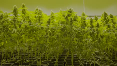 Muñeca-Lenta-De-Grandes-Plantas-De-Cannabis-Que-Crecen-En-Un-Vivero