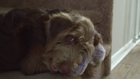 cachorro aussiedoodle jugando con un juguete de peluche