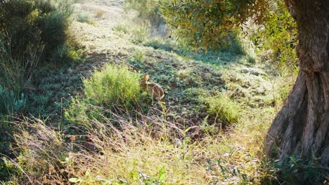 una liebre europea o un conejo forrajeando bajo un olivo en un día soleado