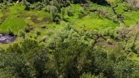 Toma-Panorámica-Volando-Sobre-árboles-Que-Muestran-Humedales-Y-Paisajes-Del-Estado-De-Snohomish-Washington.