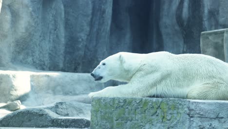 adult polar bear trying to sleep peacefully