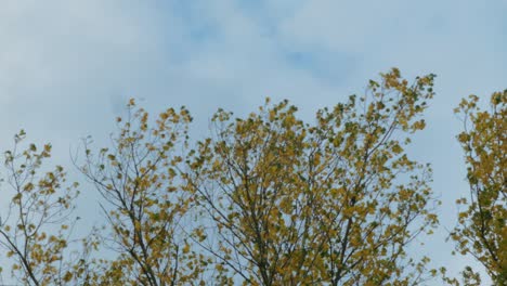 strong autumn wind blows through a yellow leaf tree in berlin, germany