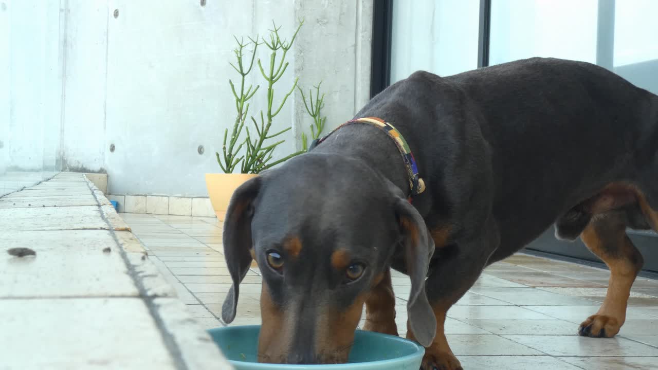 un perro dachshund en un balcón, comiendo de un cuenco y lamiéndolo después de haber terminado