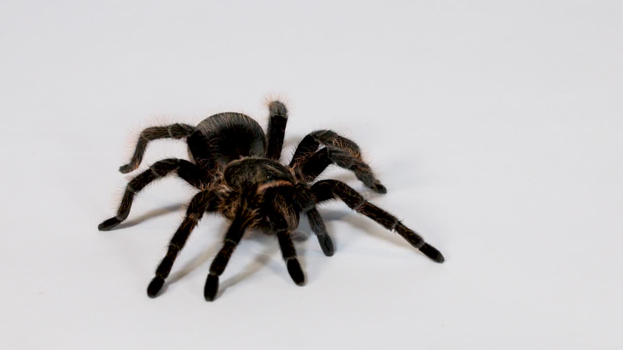Tarantola ripresa da vicino che cammina tranquillamente su una superficie bianca in studio con illuminazione uniforme e delicata, movimenti minimi della fotocamera