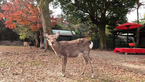 deers in japan, in autumn, nara, japan