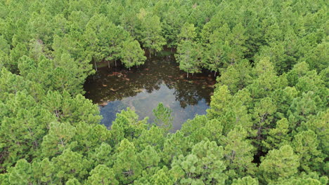 Hermosa-Plantación-De-Pinos-Con-Un-Estanque-Que-Refleja-El-Cielo