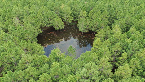 hermosa plantación de pinos con un estanque que refleja el cielo