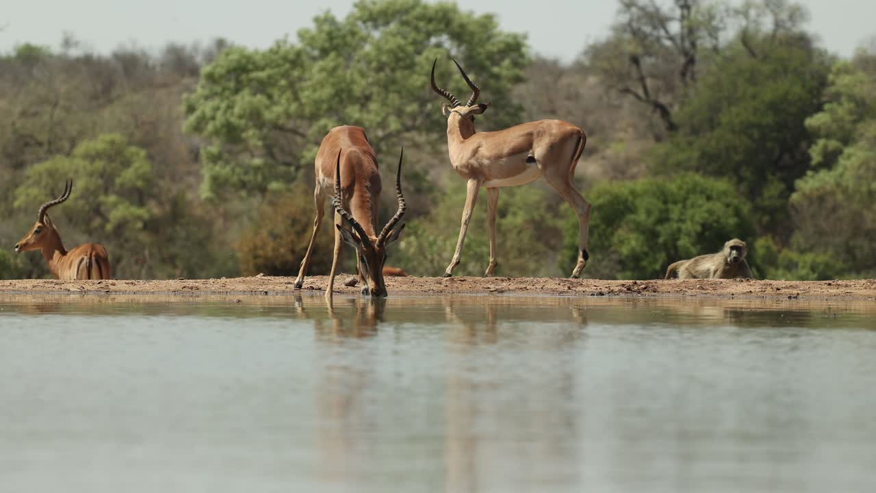 Wide shot of three impala males standing and drinking at a waterhole while a Chacma baboon walks by in the background, Greater Kruger