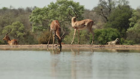 wide shot of three impala males standing and drinking at a waterhole while a chacma baboon walks by in the background, greater kruger