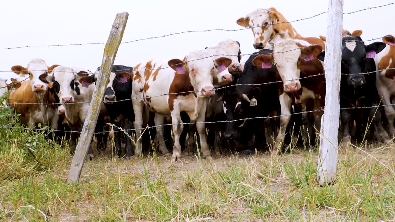 Mating cows in a herd