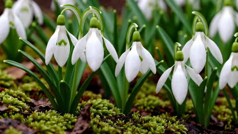 beautiful snowdrops in spring