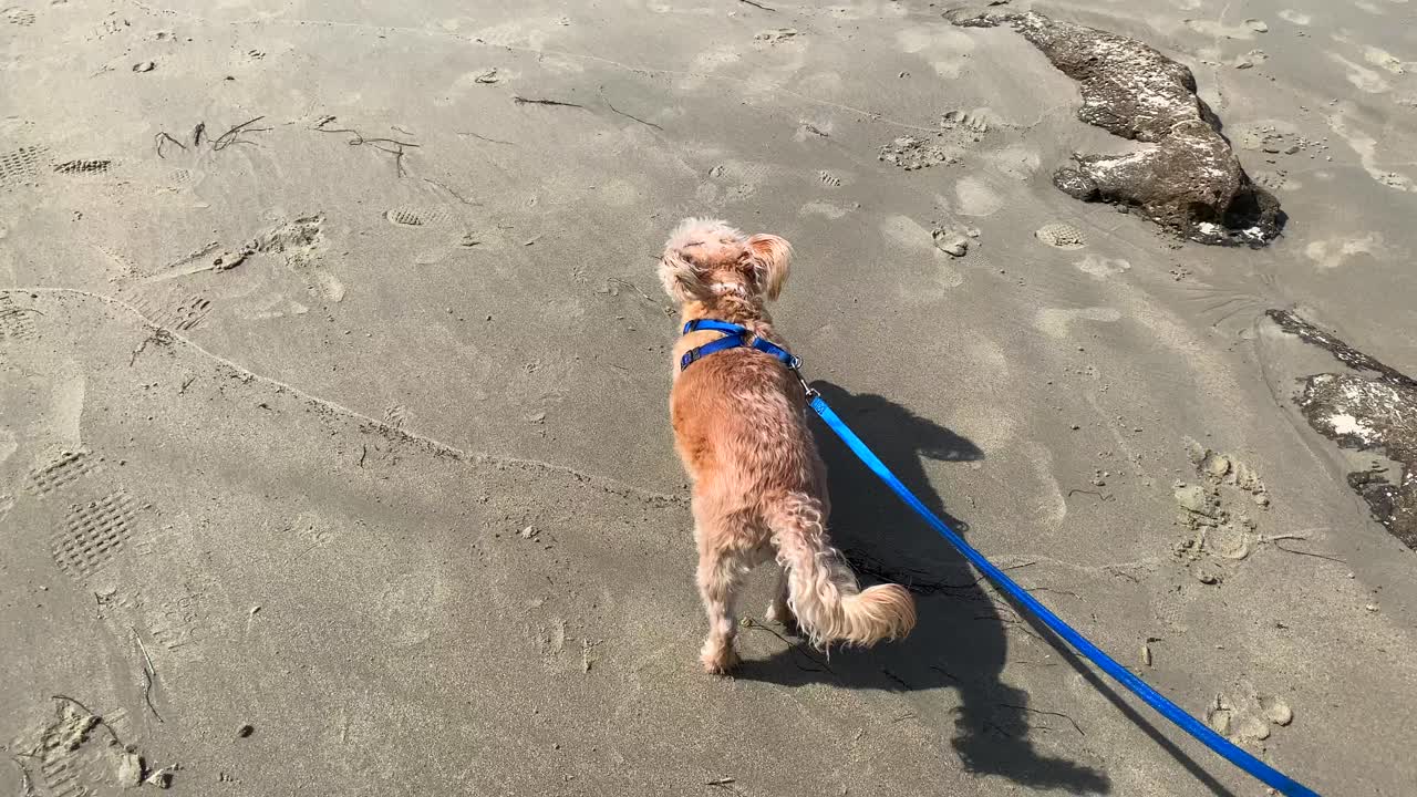 4k 60p, cachorro andando na praia