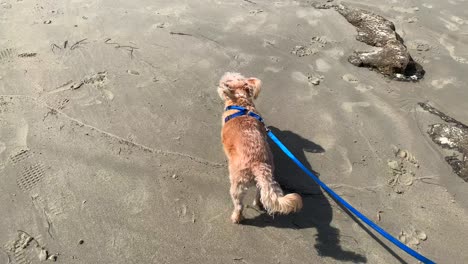 4k 60p, perro paseando en la playa