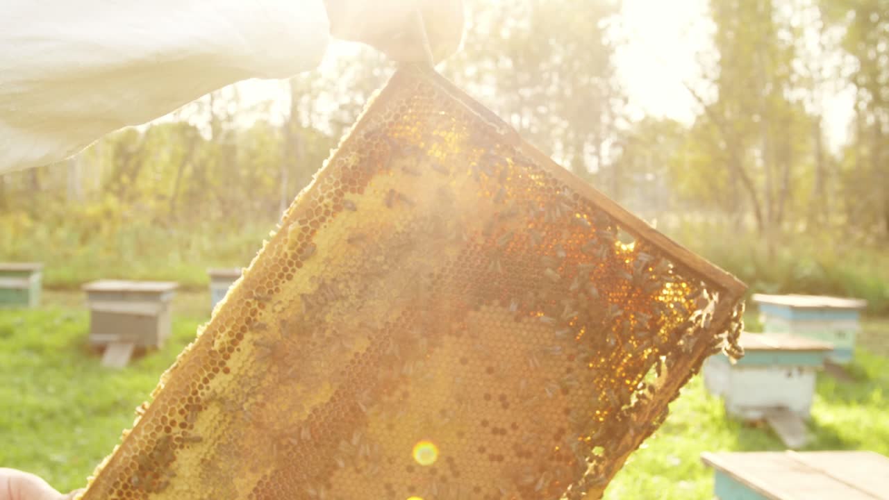 Beekeeper holding honeycomb frame with bees