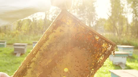 beekeeper holding honeycomb frame with bees