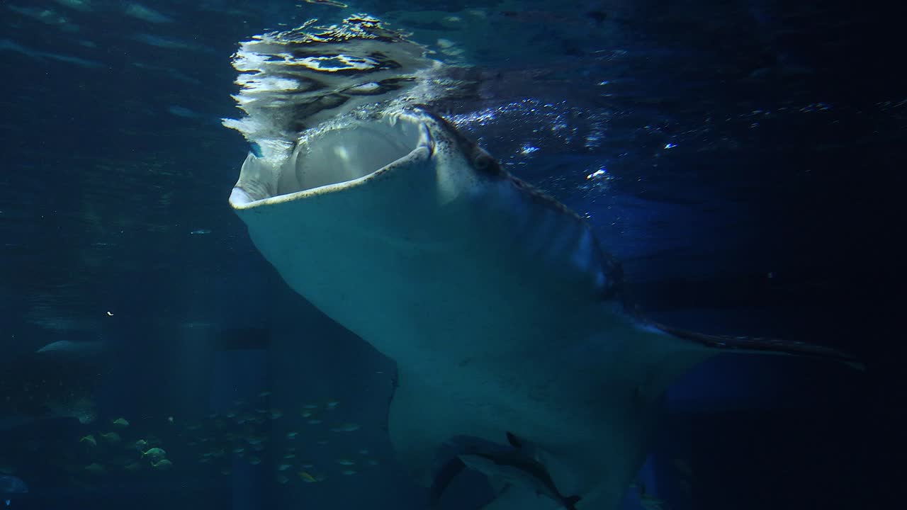 gigante suave nadando en un entorno de cautiverio