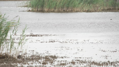 swamp with different species of birds