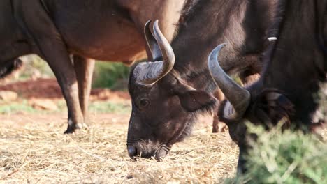 buffalo are fed hay as substitution feed in a game reserve